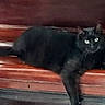 cat, black_cat, animal, pet, wood, furniture, lounging, relaxed, indoor, eyes, paw, dark_fur, domestic_cat, mammal, resting, closeup, wooden_surface, curious, face, side_view