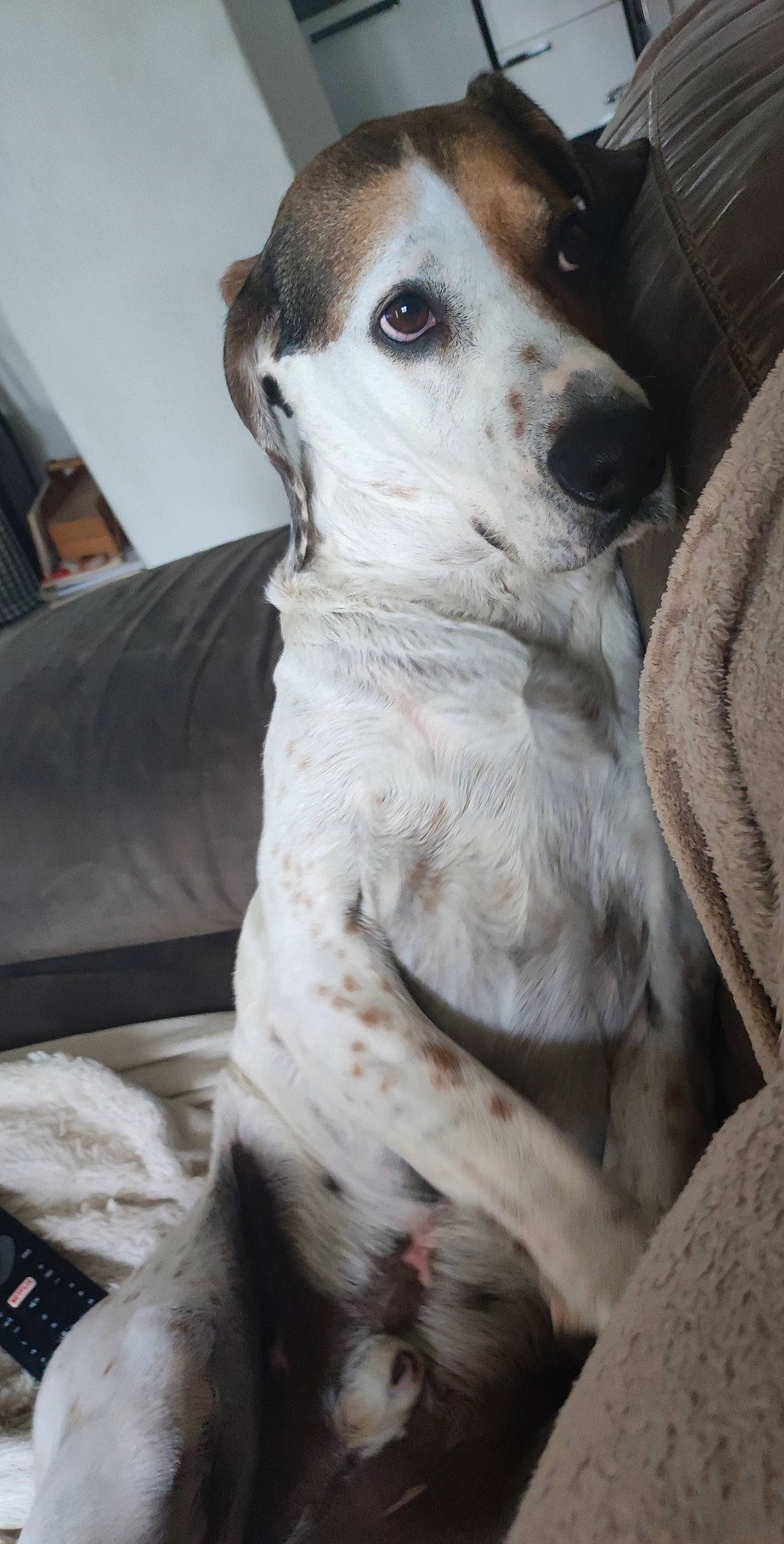 Nutty participe au concours pour gagner de l'argent avec cette photo : canidae, carnivore, comfort, companion_dog, dog, dog_breed, fawn, fur, non_sporting_group, sporting_group, terrestrial_animal, whiskers, working_animal