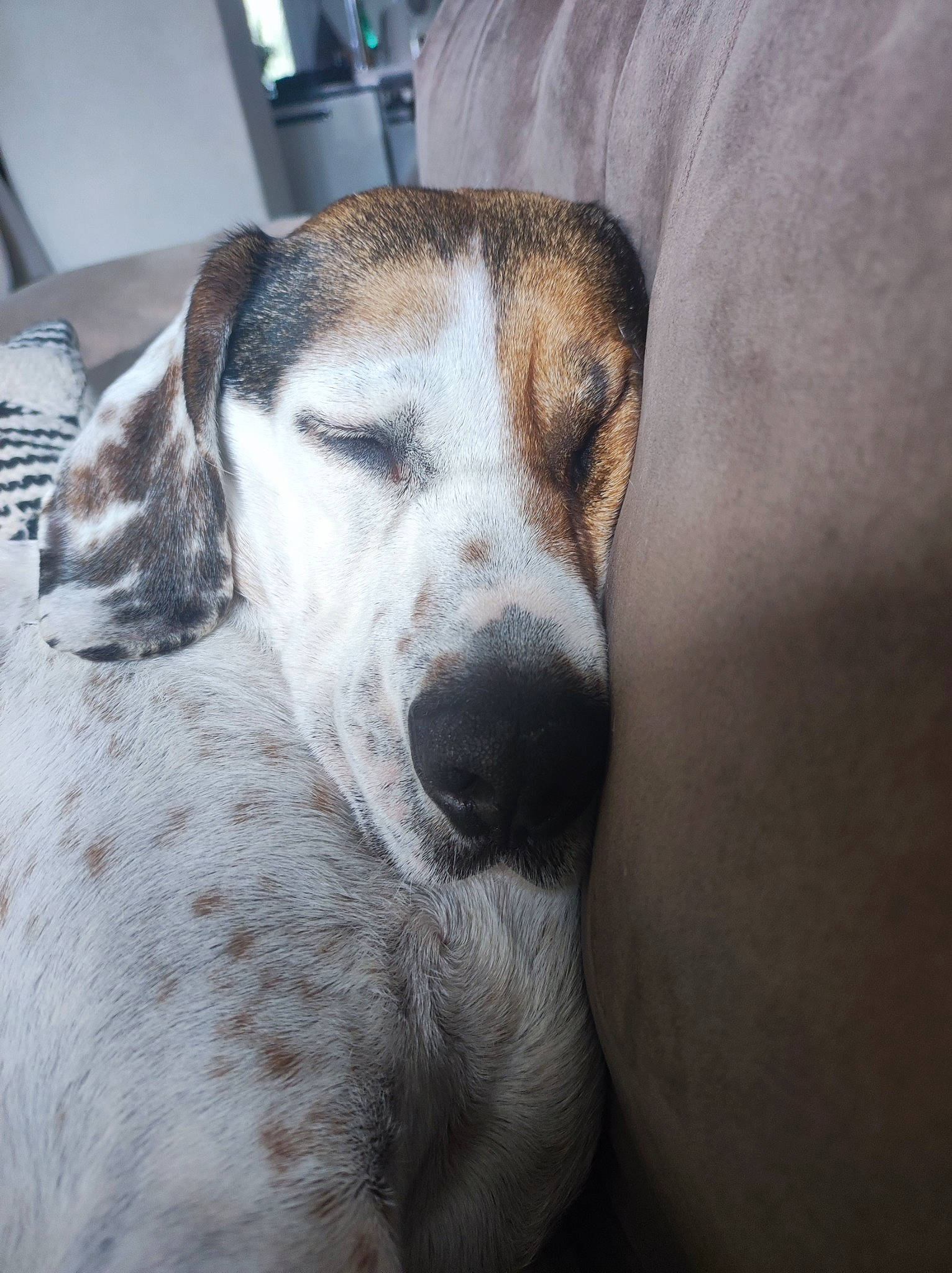 Nutty participe au concours pour gagner de l'argent avec cette photo : canidae, carnivore, collar, companion_dog, dog, dog_breed, fawn, fur, non_sporting_group, snout, sporting_group, terrestrial_animal, whiskers, working_animal