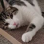 Bit joined the competition — help win amazing prizes! abyssinian, animal, architecture, box, building, cat, couch, furniture, hardwood, homedecor, indoors, kitten, livingroom, manx, mat, person, pet, room, sleeping, wood