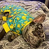 dog, sleeping, pajamas, onesie, rubber_duck_pattern, blue_clothing, yellow_trim, bed, blanket, gray, patterned_blanket, cozy, resting, pet, indoor, canine, fur, ear, animal, cute