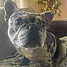 Ferguson is registered to the contest to win money with this photo: dog, french_bulldog, pet, close_up, indoor, blanket, couch, patterned_blanket, animal, face, ears, whiskers, snout, fur, brown, black, white, plant, fairy_lights, cozy