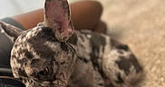 Ferguson joined the competition — help win amazing prizes! puppy, dog, french_bulldog, brindle, pet, animal, ears, close_up, resting, carpet, indoor, cute, young_dog, brown, black, fur_pattern, domestic_animal, sleepy, companion, portrait