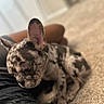 puppy, dog, french_bulldog, brindle, pet, animal, ears, close_up, resting, carpet, indoor, cute, young_dog, brown, black, fur_pattern, domestic_animal, sleepy, companion, portrait