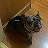 Ferguson joined the competition — help win amazing prizes! dog, french_bulldog, service_dog_vest, brindle_coat, pet, indoor, wooden_floor, wooden_wall, flooring, happy, tongue_out, looking_up, canine, companion, animal, domestic_animal, sitting, ears_up, short_hair, friendly