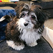 Winnie is registered to the contest to win money with this photo: black_and_white, blanket, carpet, couch, curious, cute, dog, eyes, fluffy, fur, home, indoor, nose, paws, pet, portrait, puppy, sitting, small_dog, whiskers