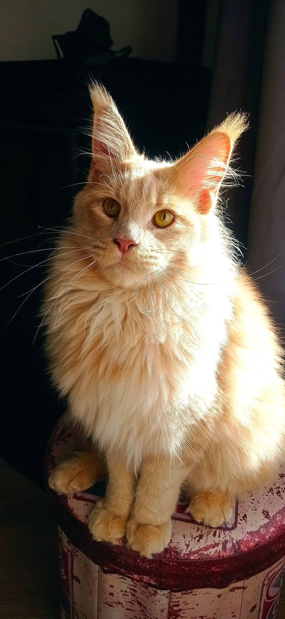 Tsumi a rejoint le concours — aidez-le/la à gagner de superbes lots ! british_longhair, carnivore, cat, claw, event, fawn, felidae, fur, laperm, maine_coon, paw, small_to_medium_sized_cats, snout, tail, terrestrial_animal, whiskers, window