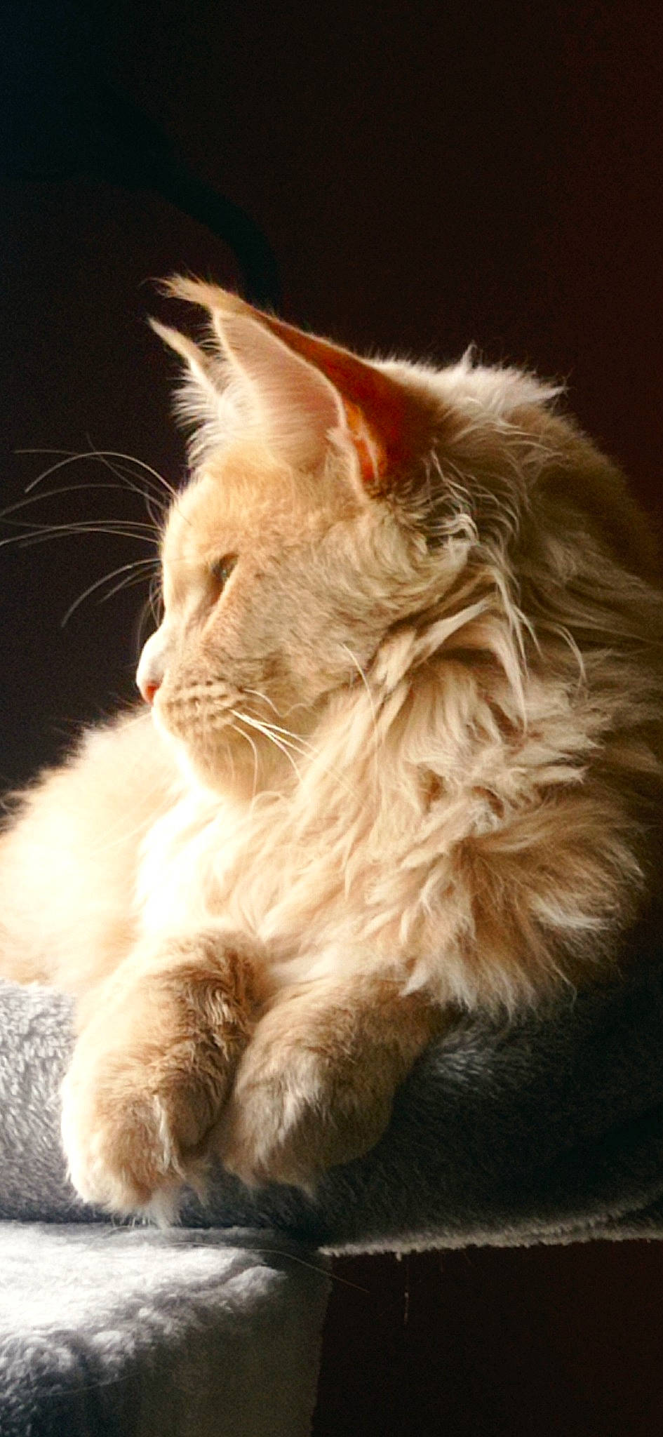 Tsumi participe au concours pour gagner de l'argent avec cette photo : carnivore, cat, claw, comfort, ear, eye, fawn, felidae, fur, paw, small_to_medium_sized_cats, tail, terrestrial_animal, whiskers