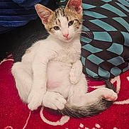 Lovebug is registered to the contest to win money with this photo: kitten, cat, animal, pet, feline, relaxed, indoor, blanket, pillow, fur, cute, whiskers, ears, tail, pink_nose, paw, resting, young_animal, domestic_cat, closeup