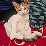 kitten, cat, animal, pet, feline, relaxed, indoor, blanket, pillow, fur, cute, whiskers, ears, tail, pink_nose, paw, resting, young_animal, domestic_cat, closeup