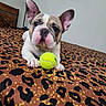 dog, french_bulldog, puppy, pet, animal, portrait, tennis_ball, toy, bed, leopard_print, bedroom, indoors, wrinkles, ears, paws, white_fur, brown_fur, sitting, cute, playful