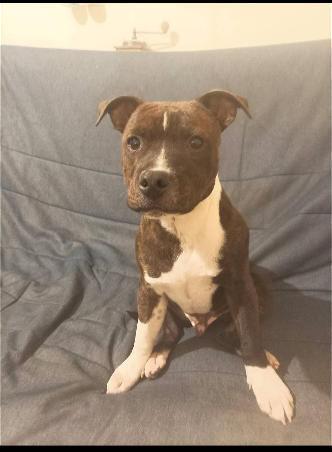 Krusty a rejoint le concours — aidez-le/la à gagner de superbes lots ! ancient_dog_breeds, art, canidae, carnivore, collar, companion_dog, dog, dog_breed, dog_collar, fawn, hunting_dog, non_sporting_group, puppy, rectangle, snout, sporting_group, terrestrial_animal, whiskers, working_animal, working_dog