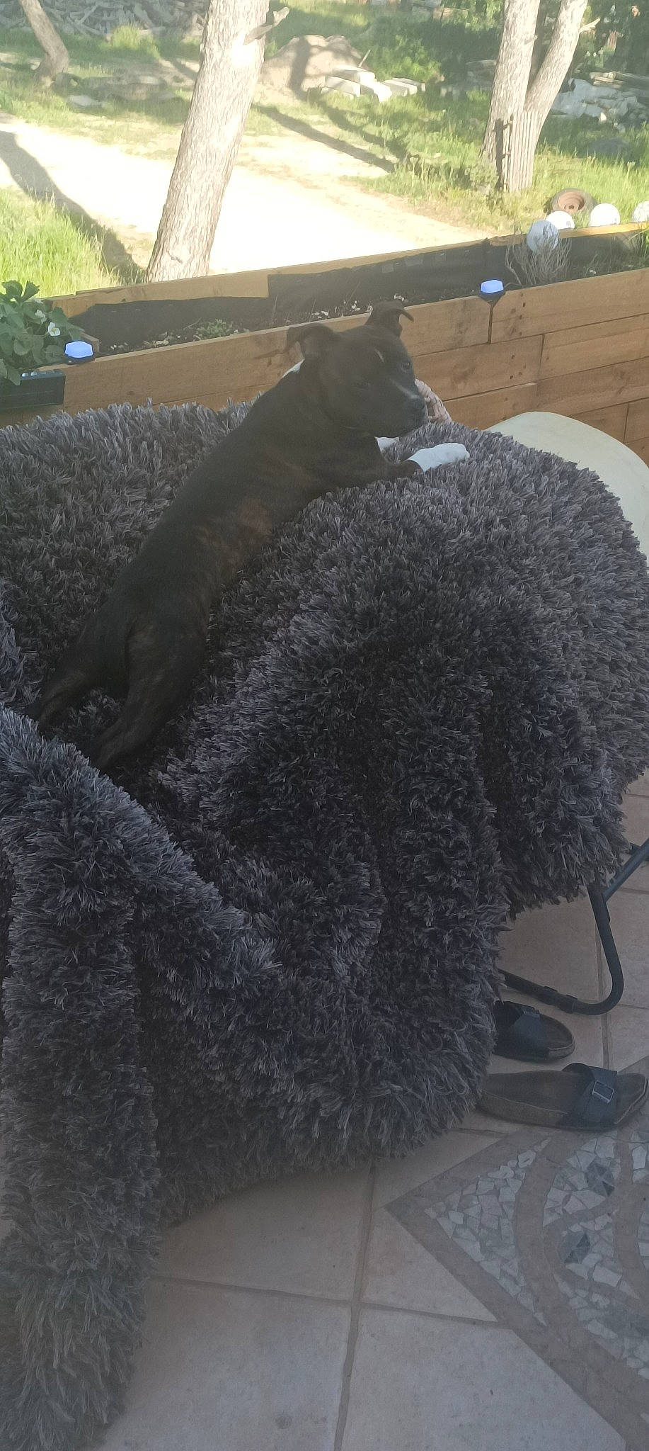 Krusty a rejoint le concours — aidez-le/la à gagner de superbes lots ! canidae, carnivore, companion_dog, dog, dog_breed, fur, grass, grey, groundcover, non_sporting_group, shade, shadow, shrub, soil, sporting_group, tail, terrestrial_animal, water_dog, working_animal