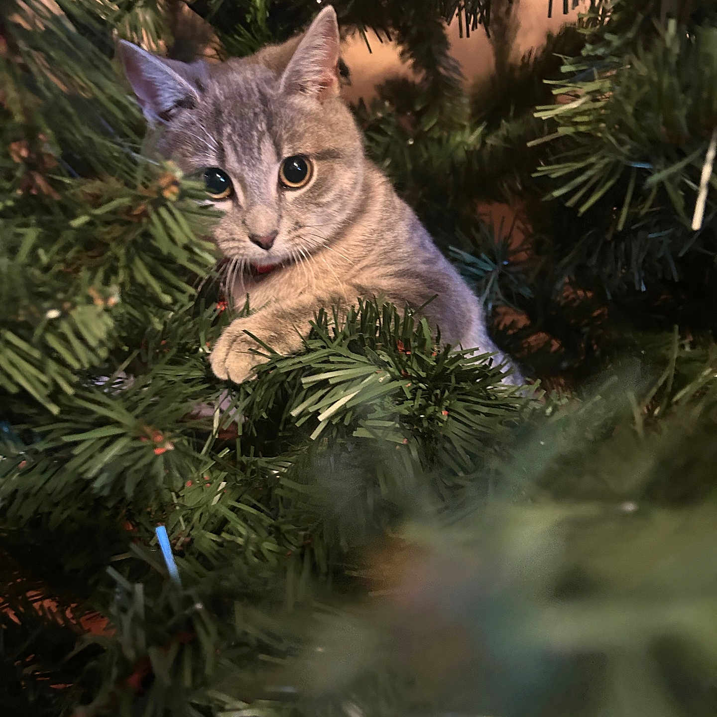 Whisper is registered to the contest to win money with this photo: abyssinian, accessories, animal, cat, christmas, christmasdecorations, christmastree, conifer, festival, fir, jungle, kitten, manx, nature, pet, pine, plant, spruce, tree, vegetation