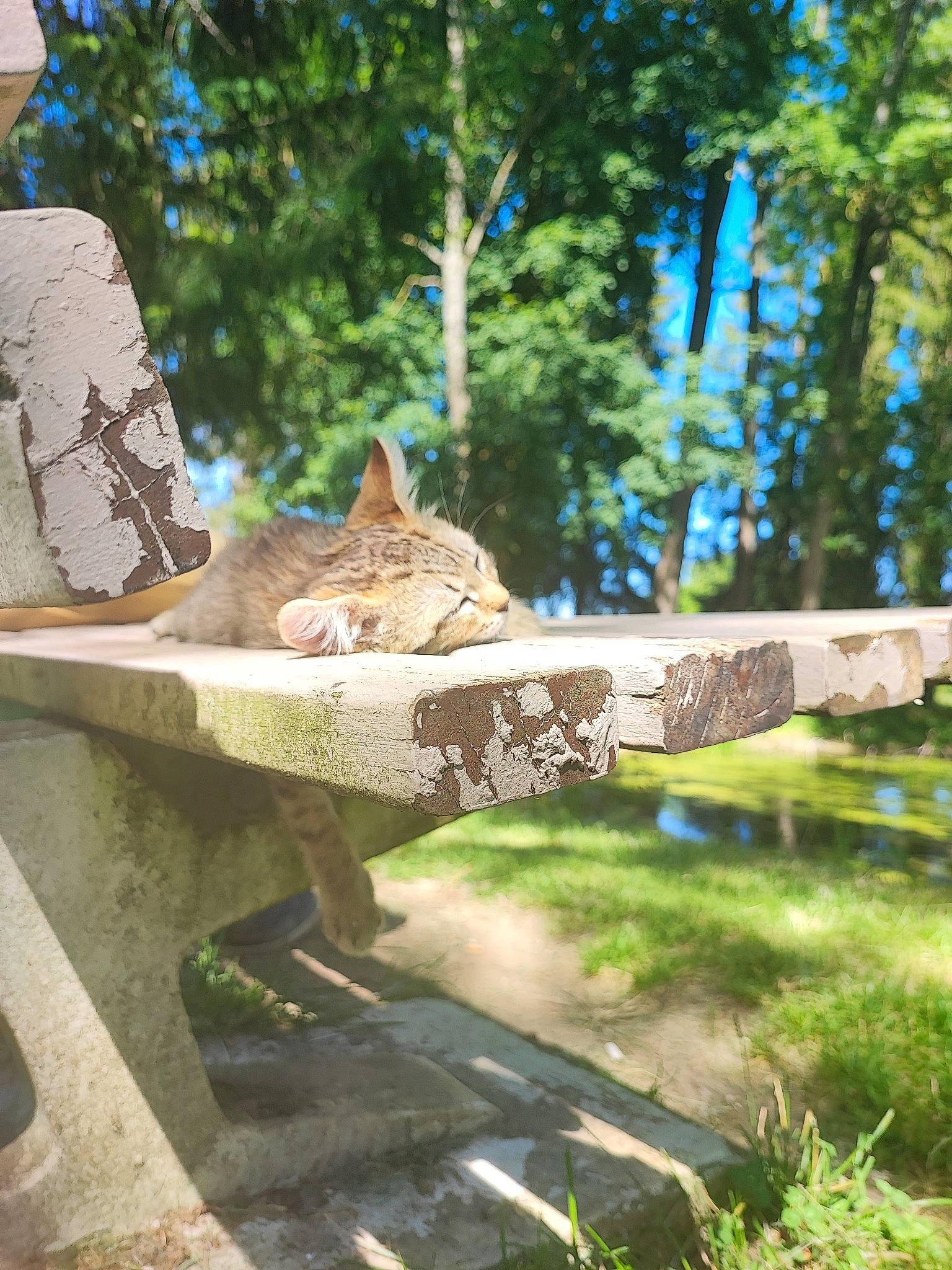 Tatoon a rejoint le concours — aidez-le/la à gagner de superbes lots ! art, carnivore, cat, domestic_short_haired_cat, fawn, felidae, garden, grass, landscape, leisure, plant, sculpture, sitting, small_to_medium_sized_cats, tail, terrestrial_animal, tree, trunk, whiskers, wood