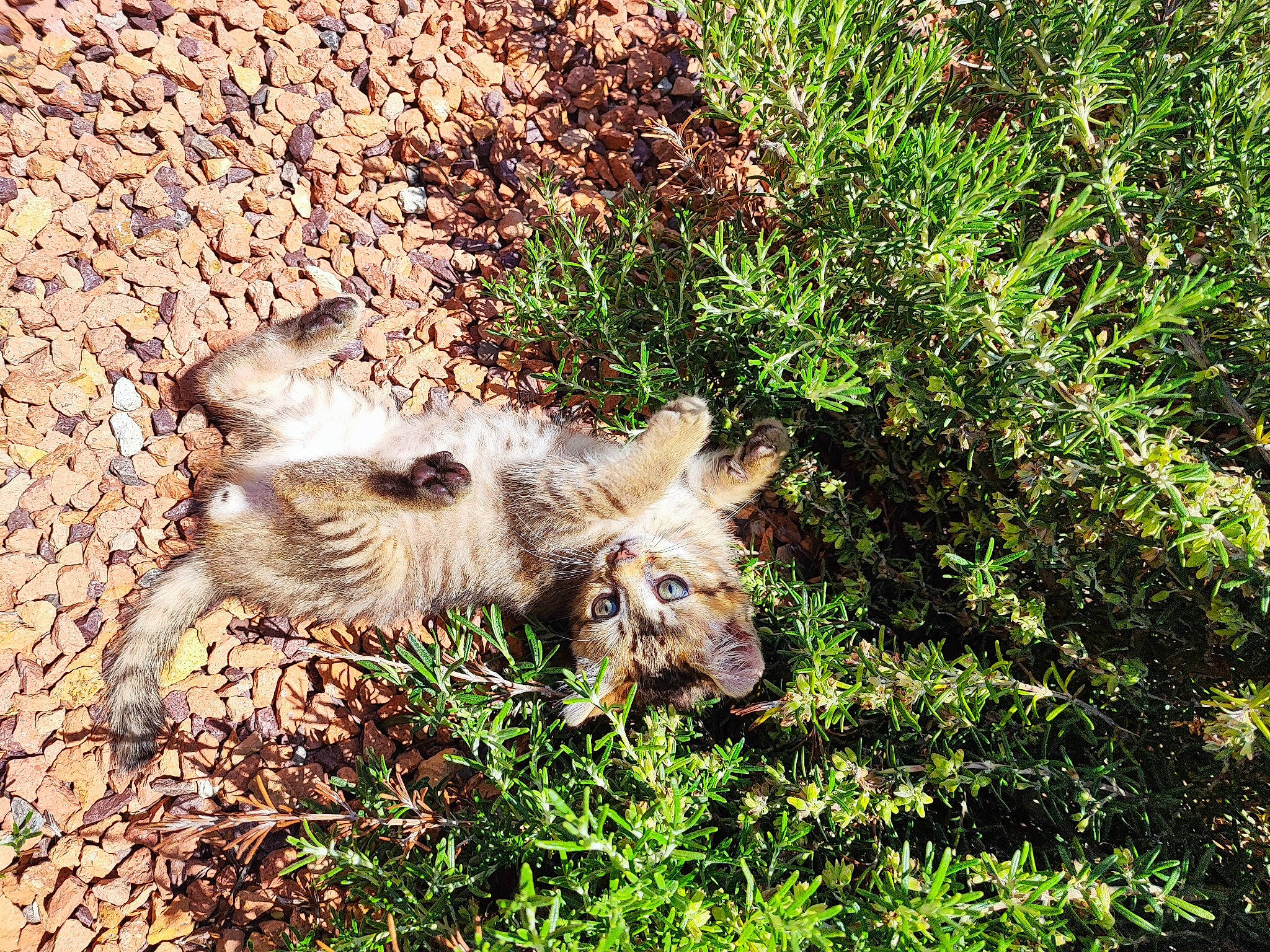 Tatoon a rejoint le concours — aidez-le/la à gagner de superbes lots ! big_cats, canidae, carnivore, dog_breed, fawn, felidae, fox, fur, grass, grassland, groundcover, natural_landscape, plant, snout, soil, swift_fox, tail, terrestrial_animal, terrier, whiskers