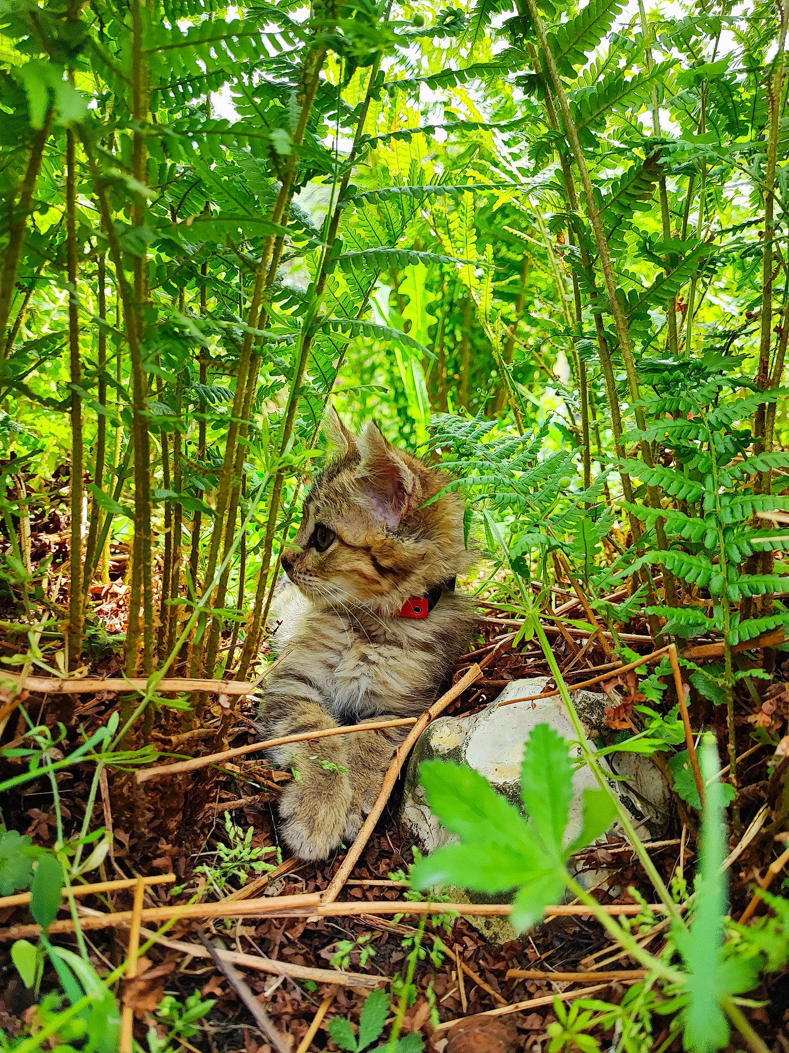 Tatoon participe au concours pour gagner de l'argent avec cette photo : carnivore, cat, fawn, felidae, forest, fur, grass, groundcover, natural_environment, plant, shrub, small_to_medium_sized_cats, tail, terrestrial_animal, terrestrial_plant, tree, trunk, whiskers, wood, woodland