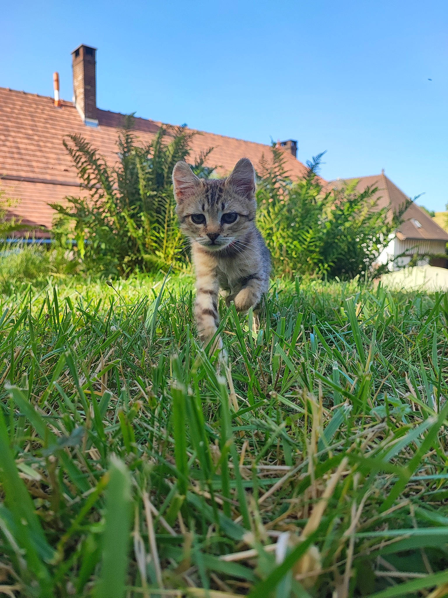 Tatoon participe au concours pour gagner de l'argent avec cette photo : carnivore, cat, fawn, felidae, grass, grass_family, grassland, groundcover, house, lawn, meadow, plant, roof, shrub, sky, small_to_medium_sized_cats, snout, tail, terrestrial_animal, whiskers
