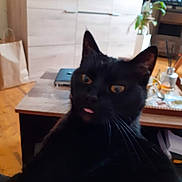 Nono a rejoint le concours — aidez-le/la à gagner de superbes lots ! black_cat, cat, indoor, living_room, furniture, cabinet, plant, television, tongue_out, pet, animal, wooden_floor, table, cozy, whiskers, ears, close_up, domestic, cute, blurred_background