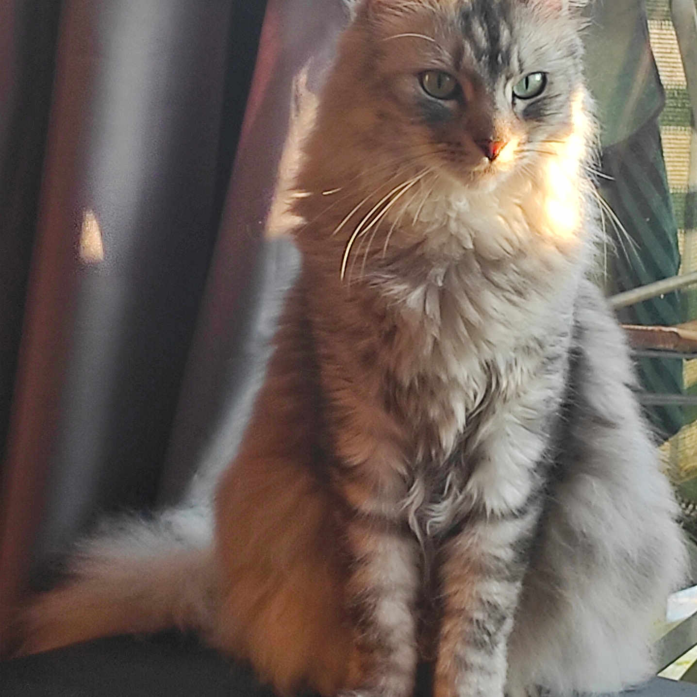 Fripouille participe au concours pour gagner de l'argent avec cette photo : animal, calm, cat, chair, cozy, cute, domestic_animal, eyes, feline, fluffy, fur, furniture, home, indoor, pet, portrait, relaxed, sitting, sunlight, whiskers