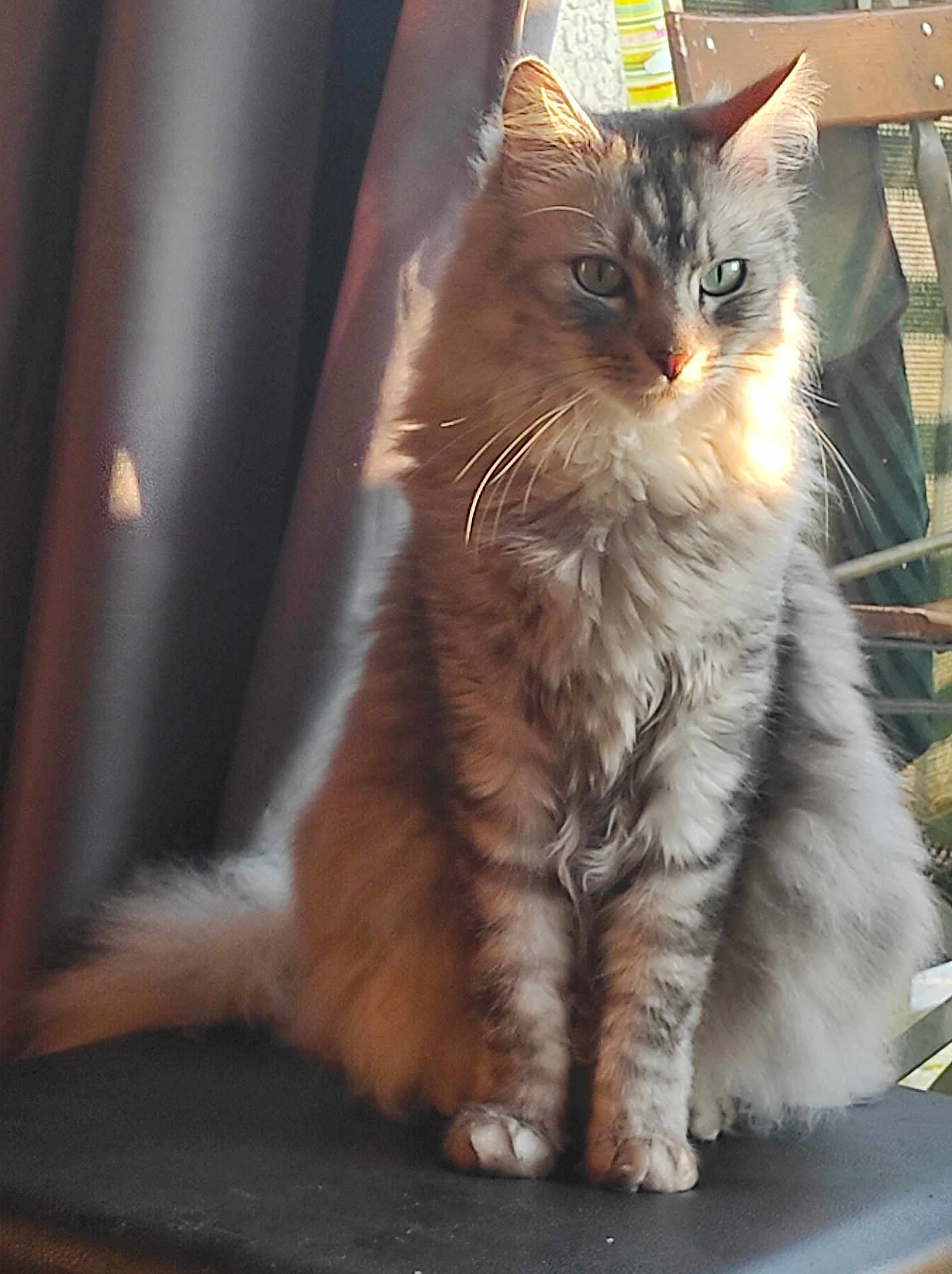 Fripouille participe au concours pour gagner de l'argent avec cette photo : cat, fluffy, indoor, sunlight, chair, pet, feline, sitting, fur, whiskers, eyes, portrait, domestic_animal, animal, cute, relaxed, cozy, home, furniture, calm