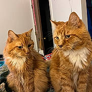 Tigger is registered to the contest to win money with this photo: cat, orange_cat, fluffy, indoor, bed, blanket, furniture, domestic_animal, pet, animal, whiskers, ears, fur, two_animals, resting, cute, companion, closeup, household, curious