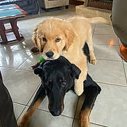 Joke participe au concours pour gagner de l'argent avec cette photo : dog, golden_retriever_puppy, large_dog, black_dog, puppy, indoor, tiled_floor, living_room, fireplace, couch, coffee_table, playful, pet, animal, paw, eyes, nose, companion, cozy, snuggle