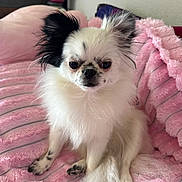 Amoana participe au concours pour gagner de l'argent avec cette photo : dog, small_dog, fluffy, white_fur, black_and_white, long_hair, sitting, portrait, pet, indoors, pink_blanket, bed, bedroom, cute, serious_expression, dark_eyes, black_nose, paws, tail, animal_photography
