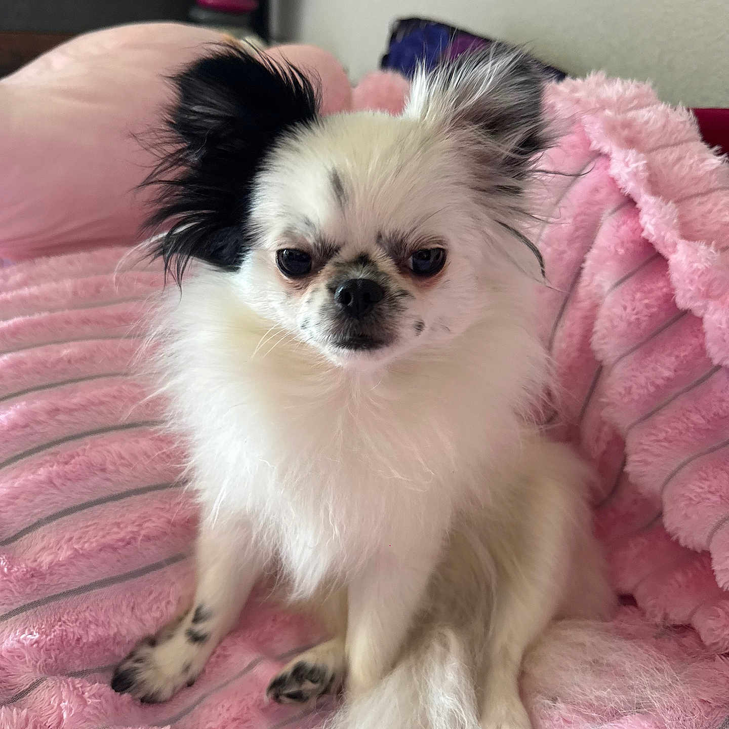 Amoana participe au concours pour gagner de l'argent avec cette photo : dog, small_dog, fluffy, white_fur, black_and_white, long_hair, sitting, portrait, pet, indoors, pink_blanket, bed, bedroom, cute, serious_expression, dark_eyes, black_nose, paws, tail, animal_photography