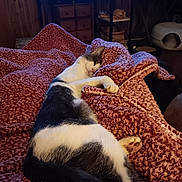 Kitty Kitty joined the competition — help win amazing prizes! black_and_white, blanket, cat, comfortable, couch, cozy, drawer, furniture, home, indoor, paw, pet, relaxing, resting, shelf, sleeping, soft, television, warm_lighting, wood_paneling