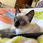 Rustine a rejoint le concours — aidez-le/la à gagner de superbes lots ! animal, blanket, blue_eyes, cat, closeup, colorful, cozy, cute, domestic, feline, fur, household, indoor, pet, relaxed, remote_control, resting, siamese, soft_texture, whiskers