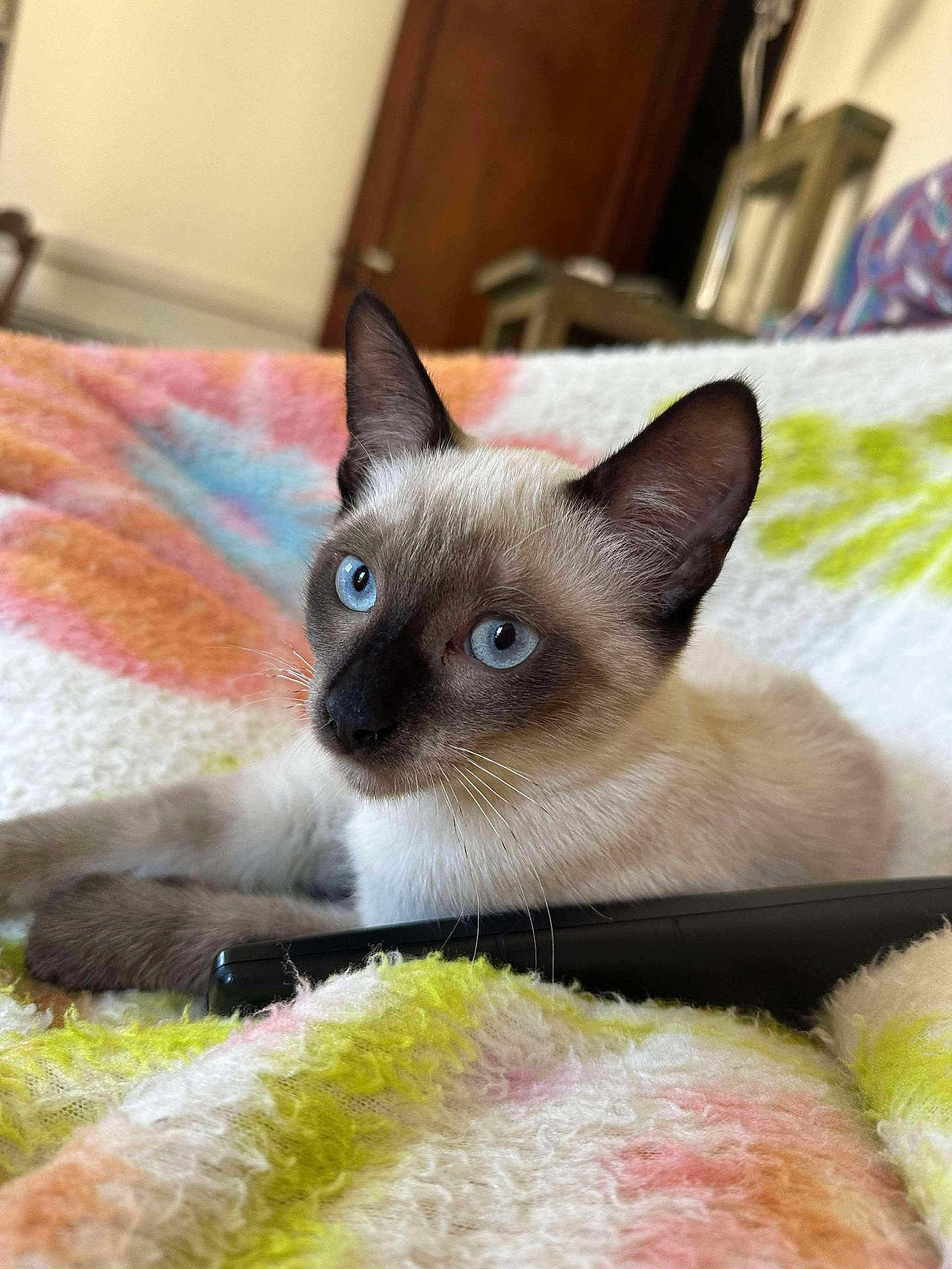 Rustine a rejoint le concours — aidez-le/la à gagner de superbes lots ! animal, blanket, blue_eyes, cat, closeup, colorful, cozy, cute, domestic, feline, fur, household, indoor, pet, relaxed, remote_control, resting, siamese, soft_texture, whiskers