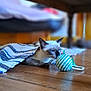 cat, siamese_cat, toy, ball, wooden_floor, rug, indoor, pet, curious, animal, playful, striped_rug, furniture, flooring, domestic_cat, whiskers, blue_eyes, close_up, floor, wood