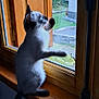 cat, kitten, siamese_cat, window, wooden_window, windowsill, indoor, paw, curious, blue_eyes, feline, pet, animal, nature, greenery, stone_wall, daylight, house, looking_out, young_cat