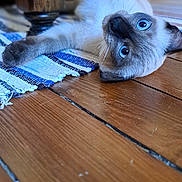 Justine participe au concours pour gagner de l'argent avec cette photo : kitten, cat, siamese, blue_eyes, paw, wooden_floor, furniture_leg, curious, playful, indoor, pet, animal, whiskers, laying_down, close_up, floor_rug, striped_rug, domestic_cat, cute, young_cat