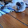 kitten, cat, siamese, blue_eyes, paw, wooden_floor, furniture_leg, curious, playful, indoor, pet, animal, whiskers, laying_down, close_up, floor_rug, striped_rug, domestic_cat, cute, young_cat