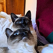 Gus participe au concours pour gagner de l'argent avec cette photo : cat, siamese_cat, pets, indoor, bed, fur, whiskers, ears, close_up, curious, snuggling, feline, animal, cute, cozy, domestic, resting, two_animals, wooden_cabinet, blanket