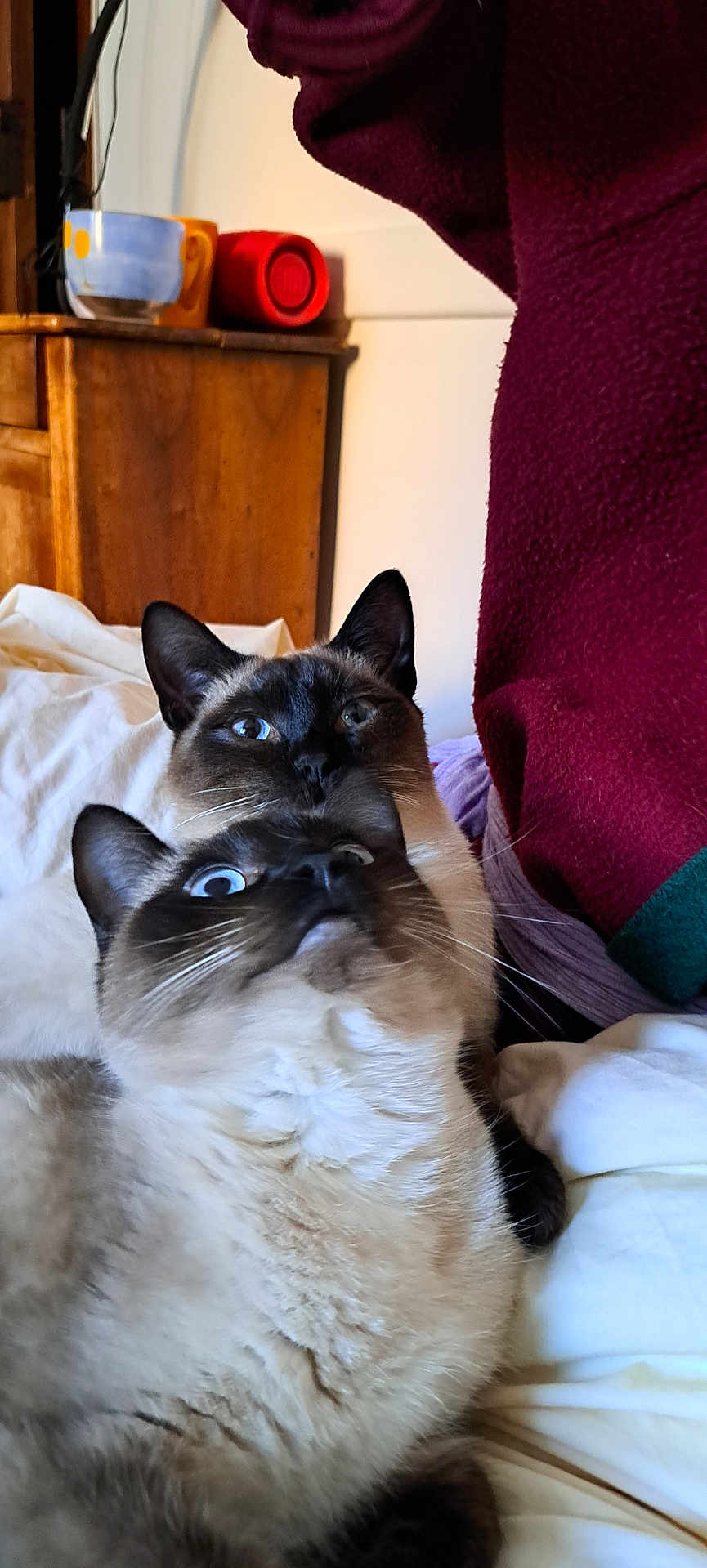 Gus participe au concours pour gagner de l'argent avec cette photo : cat, siamese_cat, pets, indoor, bed, fur, whiskers, ears, close_up, curious, snuggling, feline, animal, cute, cozy, domestic, resting, two_animals, wooden_cabinet, blanket