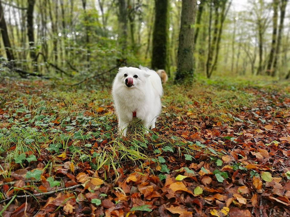 Oxy a rejoint le concours — aidez-le/la à gagner de superbes lots ! autumn, canidae, carnivore, companion_dog, dog, dog_breed, forest, german_spitz, german_spitz_klein, german_spitz_mittel, japanese_spitz, leaf, mammal, non_sporting_group, pomeranian, samoyed, spitz, tree, volpino_italiano, woodland