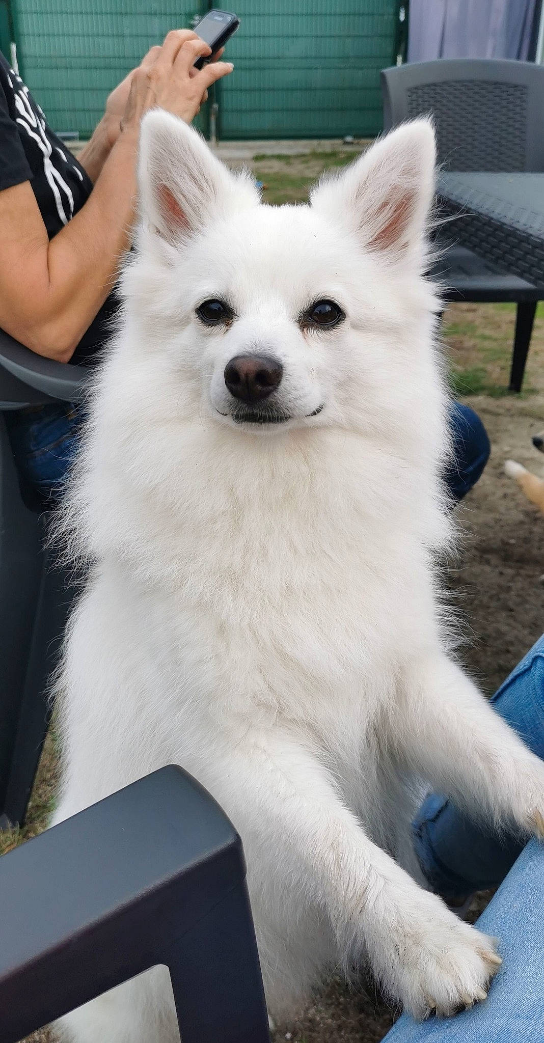 Oxy participe au concours pour gagner de l'argent avec cette photo : american_eskimo_dog, berger_blanc_suisse, canadian_eskimo_dog, canidae, carnivore, companion_dog, dog, dog_breed, german_spitz, german_spitz_mittel, indian_spitz, japanese_spitz, kintamani, mammal, non_sporting_group, rare_breed_dog, samoyed, vertebrate, volpino_italiano, white_shepherd