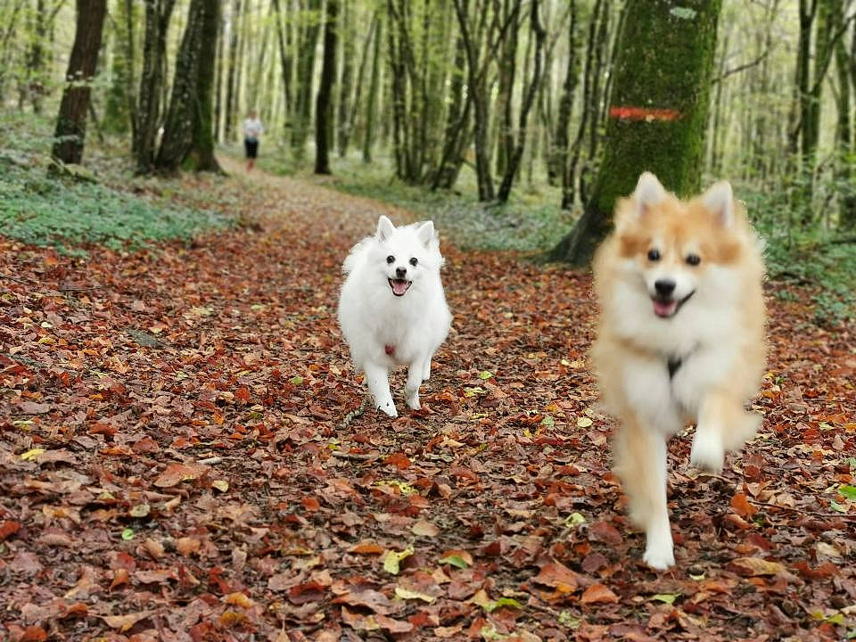 Oxy participe au concours pour gagner de l'argent avec cette photo : american_eskimo_dog, berger_blanc_suisse, canadian_eskimo_dog, canidae, carnivore, dog, dog_breed, eurasier, finnish_lapphund, finnish_spitz, german_spitz, german_spitz_klein, german_spitz_mittel, japanese_spitz, mammal, pomeranian, samoyed, spitz, vertebrate, volpino_italiano