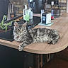 Altea participe au concours pour gagner de l'argent avec cette photo : animal, cat, counter, domestic_cat, feline, fur, furniture, gray_cat, houseplant, indoor, interior, kitchen, long_hair, pet, plant, potted_plant, relaxing, tabby_cat, table, wooden_surface
