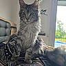 Altea participe au concours pour gagner de l'argent avec cette photo : animal, bed, blanket, cat, cushion, daylight, domestic, ears, feline, fur, furniture, indoor, maine_coon, patterned, pet, relaxed, room, tail, whiskers, window