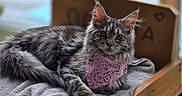 Altea participe au concours pour gagner de l'argent avec cette photo : animal, blanket, cat, cozy, cute, domestic_animal, ears, feline, fluffy_fur, indoor, lying_down, pet, pink_bandana, portrait, relaxed, resting, soft_texture, tabby_cat, whiskers, wooden_bed
