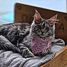 animal, blanket, cat, cozy, cute, domestic_animal, ears, feline, fluffy_fur, indoor, lying_down, pet, pink_bandana, portrait, relaxed, resting, soft_texture, tabby_cat, whiskers, wooden_bed