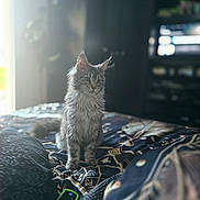 Altea a rejoint le concours — aidez-le/la à gagner de superbes lots ! animal, bed, blanket, blurred_background, cat, curious, cute, domestic, fur, furniture, gray_cat, indoor, kitten, patterned_bedspread, pet, remote_control, sitting, soft_light, tabby, window_light