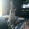 animal, bed, blanket, blurred_background, cat, curious, cute, domestic, fur, furniture, gray_cat, indoor, kitten, patterned_bedspread, pet, remote_control, sitting, soft_light, tabby, window_light