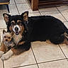 dog, pets, floor, tile, cute, small_dog, large_dog, friendship, animal, indoor, companions, fur, black_fur, brown_fur, white_fur, smiling, snuggling, resting, domestic, canine