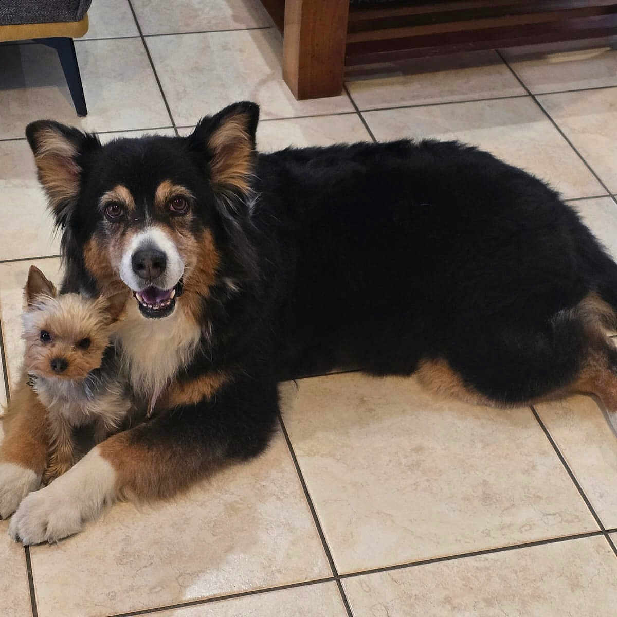 Mira Et Ulyana participe au concours pour gagner de l'argent avec cette photo : dog, pets, floor, tile, cute, small_dog, large_dog, friendship, animal, indoor, companions, fur, black_fur, brown_fur, white_fur, smiling, snuggling, resting, domestic, canine
