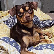 Dexter joined the competition — help win amazing prizes! dog, pet, brown_dog, tan_dog, quilt, bedding, indoor, bedroom, resting, looking, ears, paw, canine, animal, cute, companion, furniture, relaxed, alert, portrait